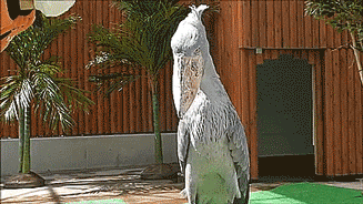 needstosortoutpriorities:violent-darts:tastefullyoffensive:Shoebill storks are eerily majestic. [ful