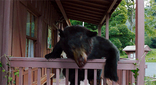 Cocaine Bear (2023) Dir. Elizabeth Banks 