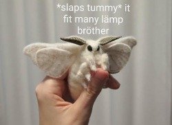 teathattast:  bashfulguinea:  coolcatgroup:  😂😂😂  Ok but what type of moth is this? It’s adorable!  Pretty sure it’s a dog 🤷🏻‍♂️