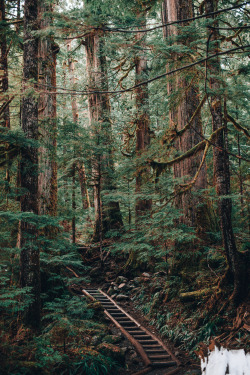 timberphoto:  On the trail to lake 22WashingtonInstagram