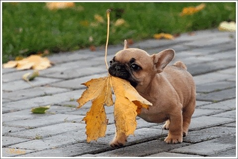 XXX thecutestofthecute:  In honor of Autumn coming photo