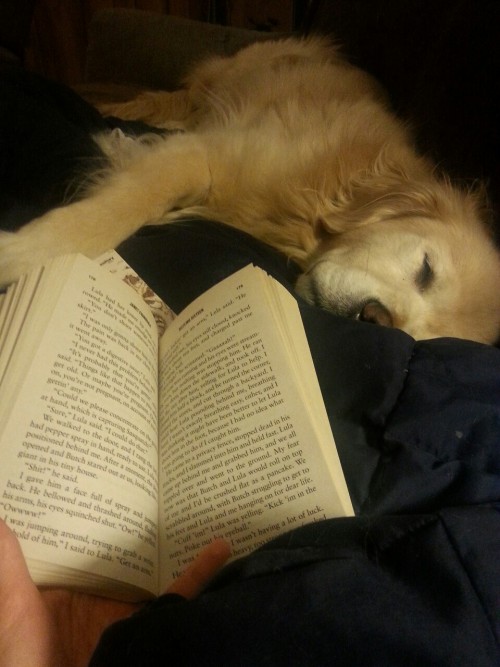whatlovelybooks:duckduckbooks:He loves books and when I read to himevery time i see these pictures i
