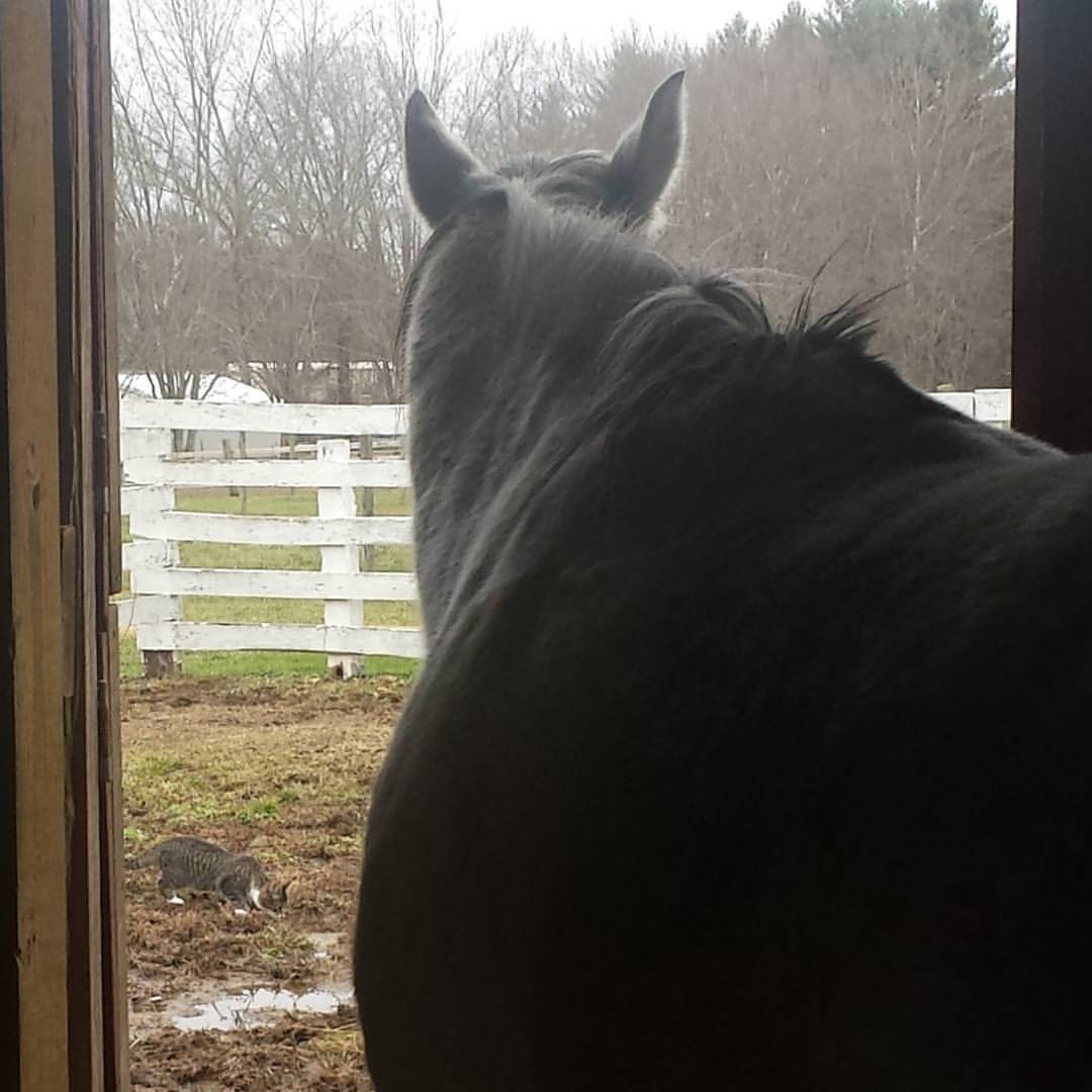 Merry Christmas! A quiet day of blessings, plenty, and love. Hope your you, too. #blessings #barnyard #countrylife