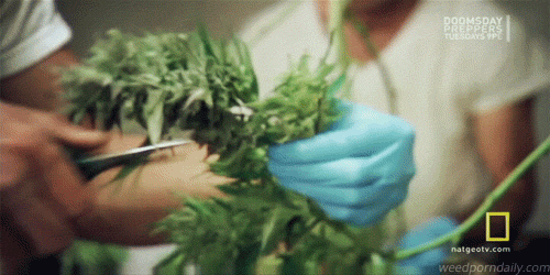 weedporndaily:  Trimming trees on American Weed 