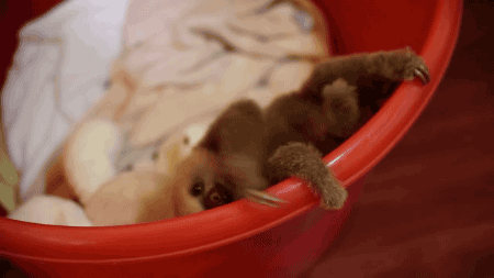 gifsboom:  cute baby sloth. [video]   <3 <3 <3