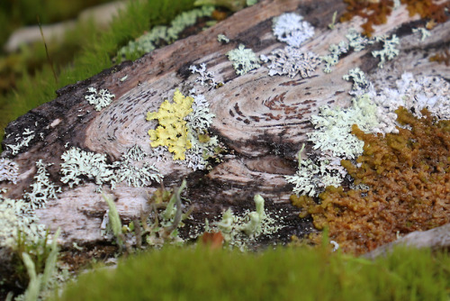 Lichens.