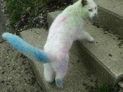 awwww-cute:   My all white cat rolled around in sidewalk chalk 