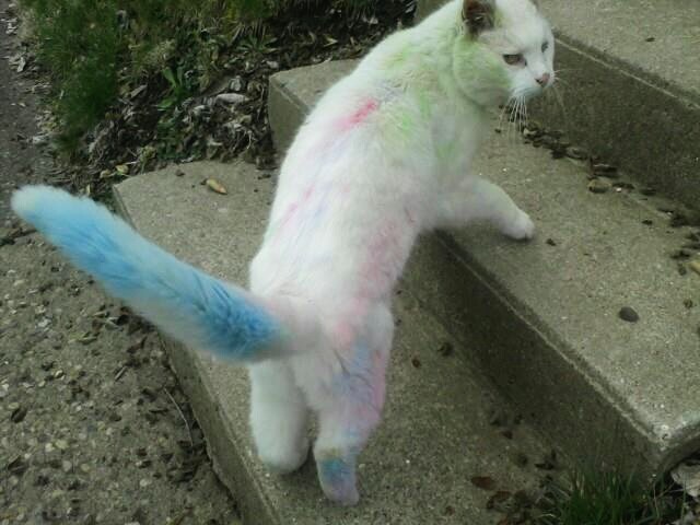 cute-overload:  My all white cat rolled around in sidewalk chalk.http://cute-overload.tumblr.com