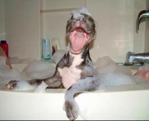 feliciasbitch:  beben-eleben:  Pets who love or hate their bath time  THIS IS MY FAVORITE POST. THERE ARE MANY LIKE IT BUT THIS IS MY FAVORITE. 