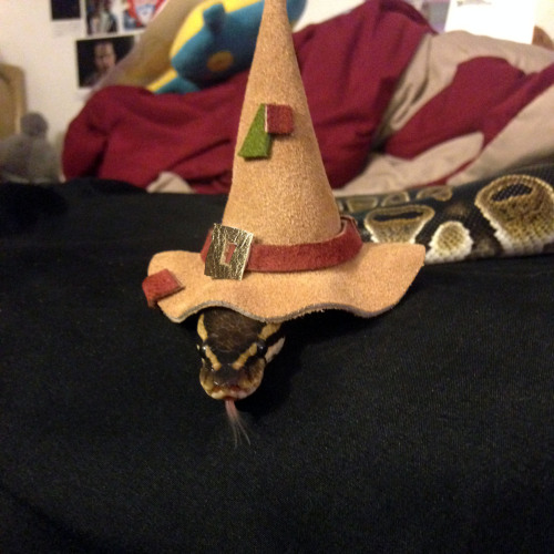 fiddle-funk: Coworker made Liechi a hat! It’s hands down the cutest thing I’ve ever seen