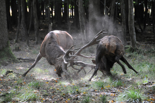 Stag Fight by Sebastian Bredsdorff on Flickr.