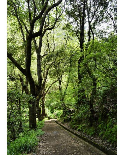 #madeira #madeiraisland #levadadosbalcões #visitmadeira (at Levada Dos Balcões)