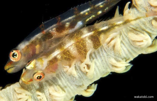 Whip Coral Gobies have a transparent body with orange to golden marks and live exclusive on the sea 