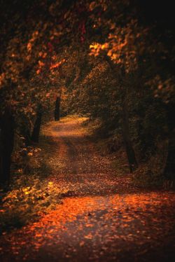 renamonkalou:    Autumn is near | Marek Ševc 