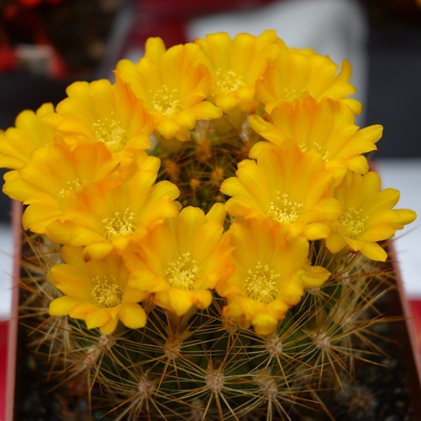 Danger Below #cactus #flower #allangardens (at Allan Gardens Conservatory)