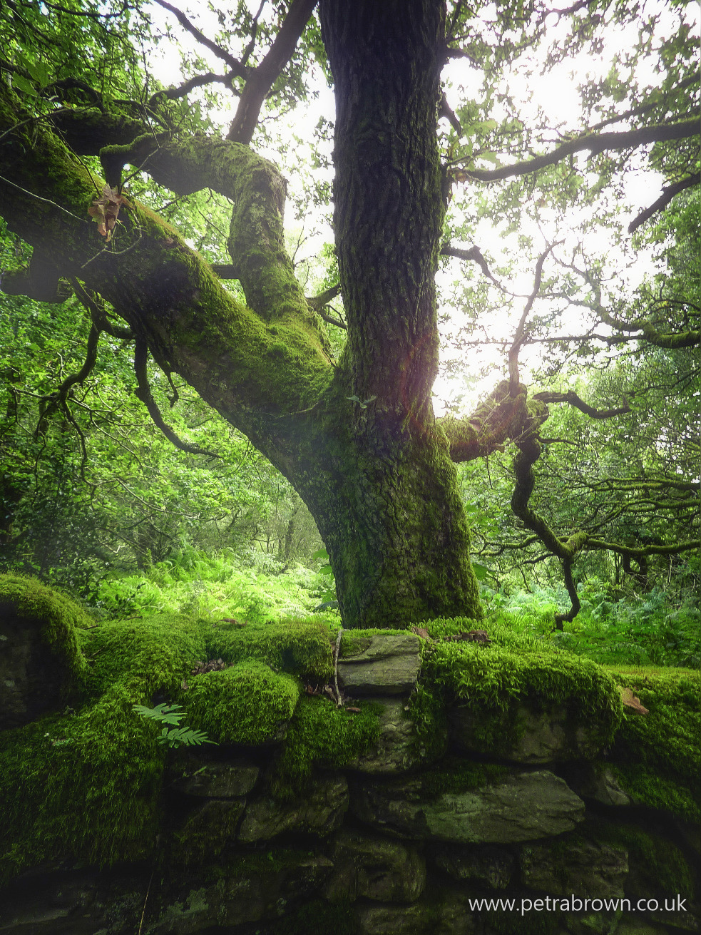 mydododied:  Spirit of the green woods 