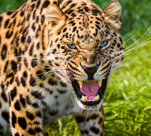beautiful-wildlife: Angry Leopard by Stuart Willson