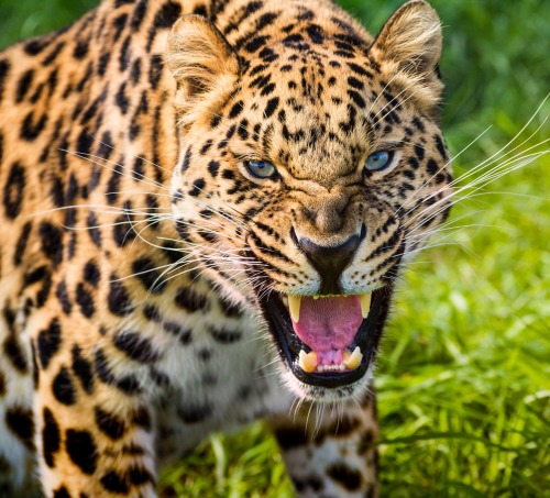 beautiful-wildlife: Angry Leopard by Stuart Willson 