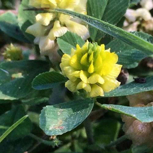 Medicago lupulina is in the pea family Fabaceae. Commonly known as black medick, it is extremely wid