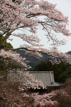 kuroyuki:  SAKURA  —-Spring in Kyoto—- by Teruhide Tomori (◠‿◠) on Flickr.