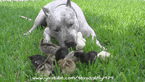 tenaflyviper:  Oh my god, what a vicious animal. Look at it brutally and savagely