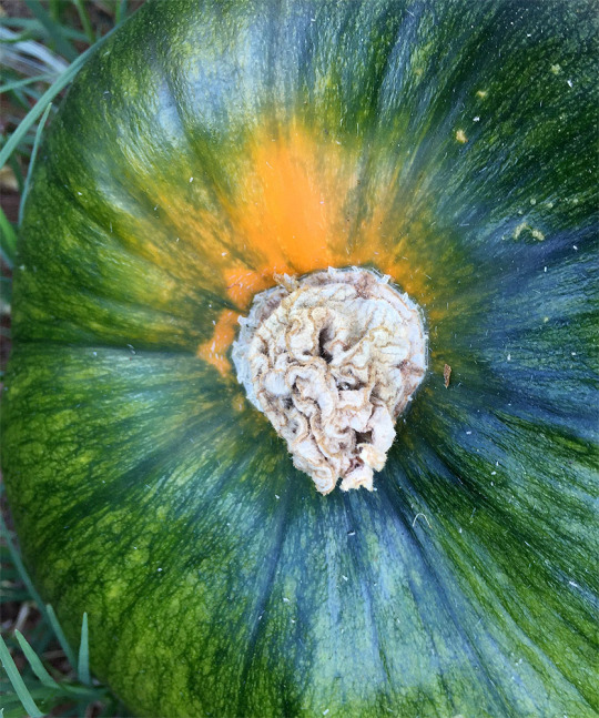 first Connecticut is thinking about ripening