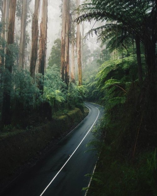 different-landscapes:Maroodah Highway, Australia  Photo by Karl Shakur