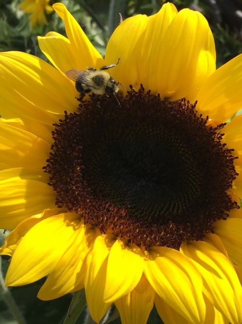 oddbee:i miss summer and sunflowers more than anything