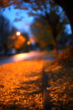 mistymorningme:  Fall leaves at twilight