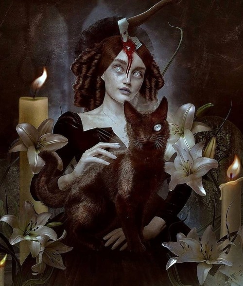 ipoenoticias:    The Black Catby Natalie Shau  