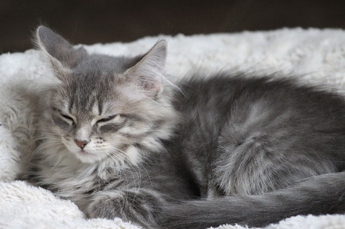 katieisstilltumbling: rainy day kittens + a bonus wobatomicbombastic tempurafriedhappiness