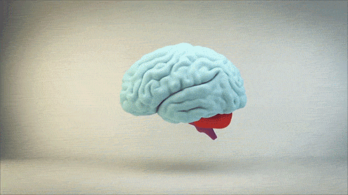 TED-Ed - Gifs worth sharing — We only use 10% of our brain. True or False?  Find...