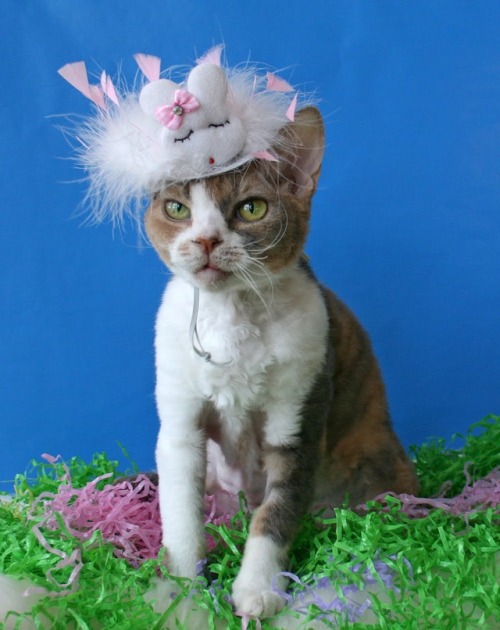 ainawgsd:Cats in Easter BonnetsHere are some old (but important) pics of my cat wearing a bonnet