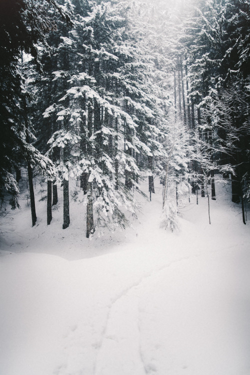 elenamorelli:  { narrow path through the snow }