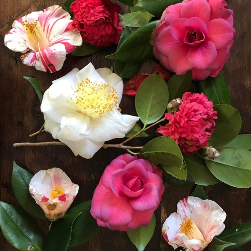 Camellias for daaaayyyyyssss. I love this time of year. #camellia #flowers #floral #fleur #winter #w