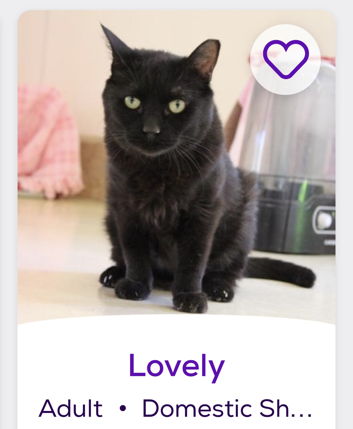 himfluenza:himfluenza:A collection of cats from southern utahs petfinder Gandalf