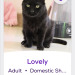 himfluenza:himfluenza:A collection of cats from southern utahs petfinder Gandalf