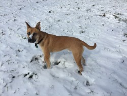 handsomedogs:  this is Scout!! rescue dogs are the best dogs.