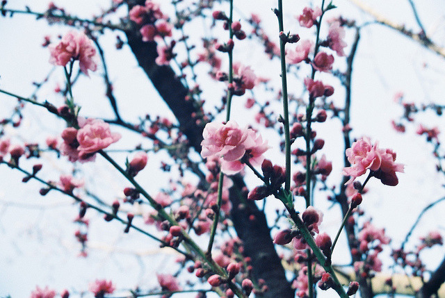 dreams-of-japan:  昏き春 by MiNOL__000 on Flickr. 