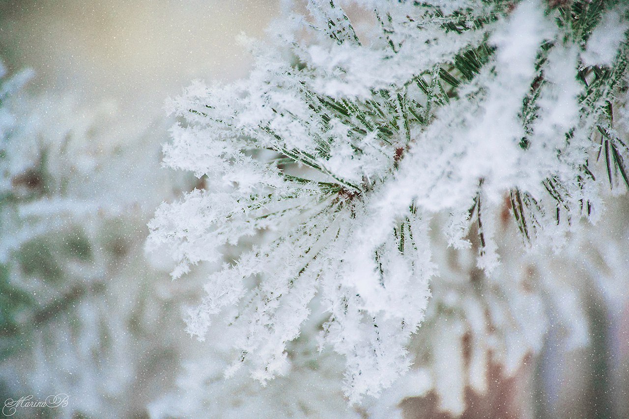 syllirium:  beautifulklicks:  Winter fairy tale Marina Bozhko