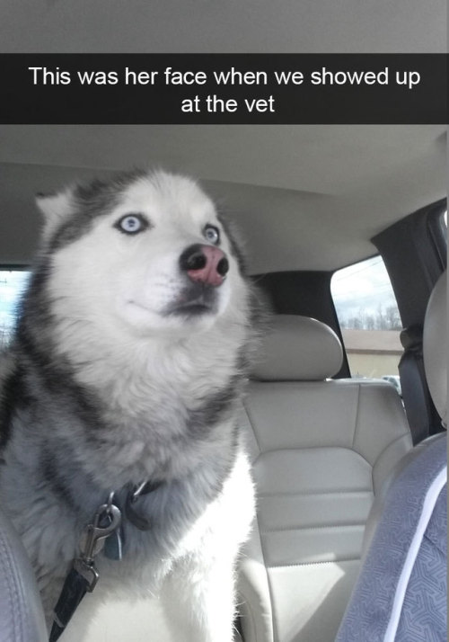 animalsnaps:More husky snaps