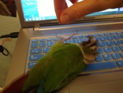 horatioandalice:  BIRB O V E R D R I V E (If you look closely, you can see where he’s chewed holes in the keyboard protector.  Which is exactly the reason I have a keyboard protector.) 