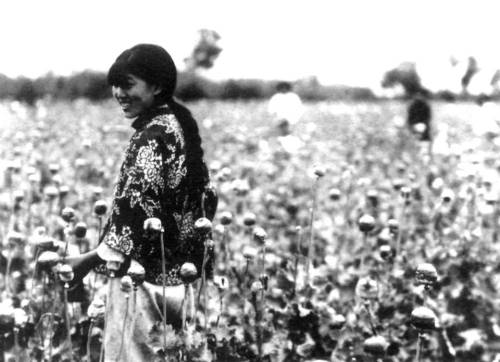 Opium poppy harvest in northern Manchukuo, c. 1930′s