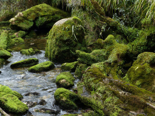 Limestone Boulders, Bullock Creek,Paparoa National Park by New Zealand Wild on Flickr.