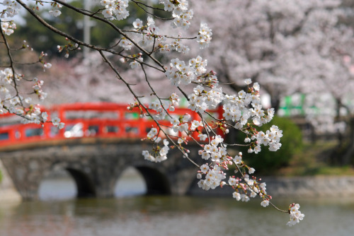 20080329 Cherry Blossom 10 by Bong Grit Via Flickr: @Kijyo park, Kariya （刈谷市亀城公園）