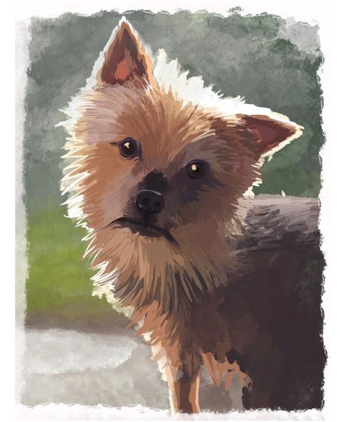 @shireanian ‘s dog, Howie #dogportrait #dogpainting #yorkie #yorkiesofinstagram #dogsofinstagr