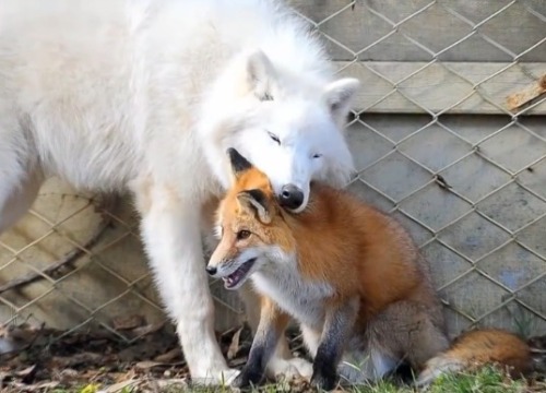 foxes and dogs~