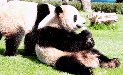  Twins Kaihin and Youhin at Adventure World in Wakayama, Japan, on April 13, 2013. x 