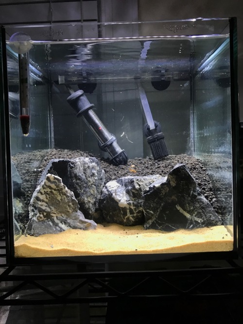 lidfish:1. Hardscape2. Right after planting3. 3 days after setup4. 11 days after setup, with some mo