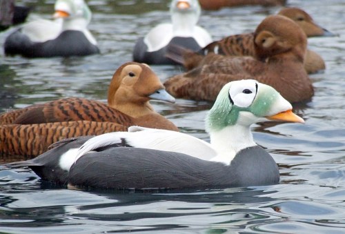 astronomy-to-zoology:Spectacled Eider (Somateria fischeri) …is a large species of sea duck native to